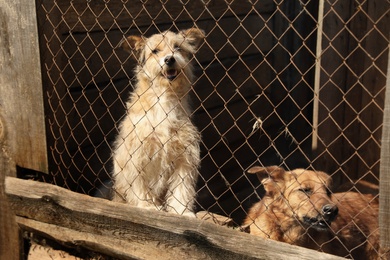 Cage with homeless dogs in animal shelter. Concept of volunteering