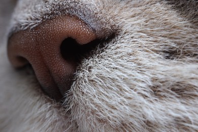 Photo of Cat, macro photo of nose. Cute pet