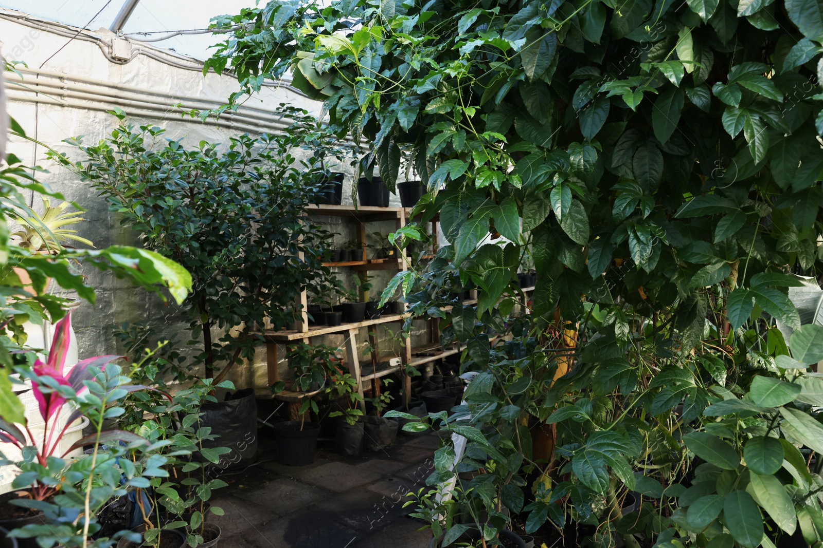 Photo of Many different beautiful plants growing in greenhouse