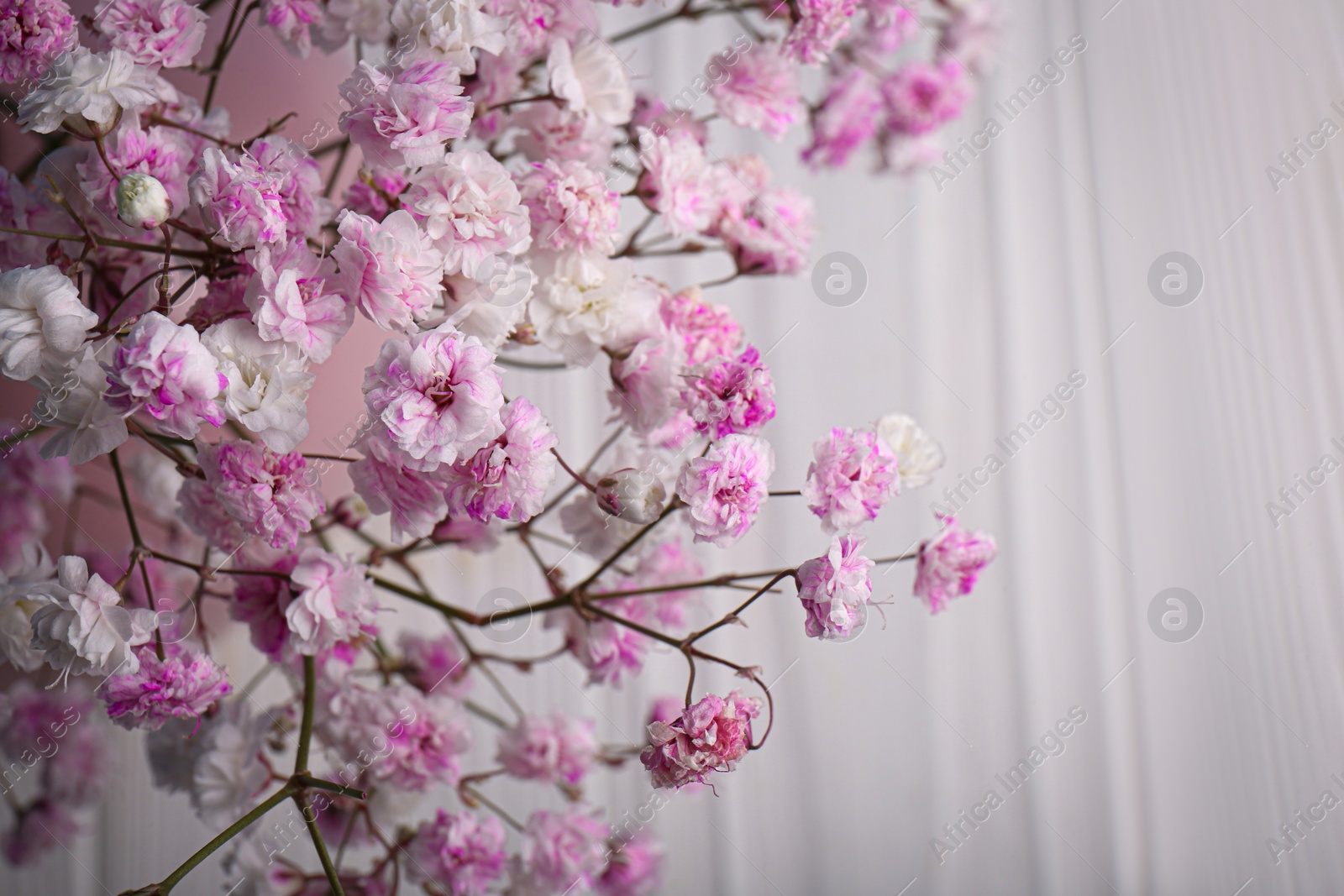 Photo of Many beautiful dyed gypsophila flowers on white background, closeup. Space for text