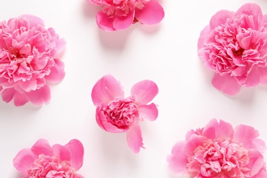 Photo of Beautiful peony flowers on white background, top view