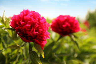 Photo of Beautiful red peony outdoors on spring day, closeup