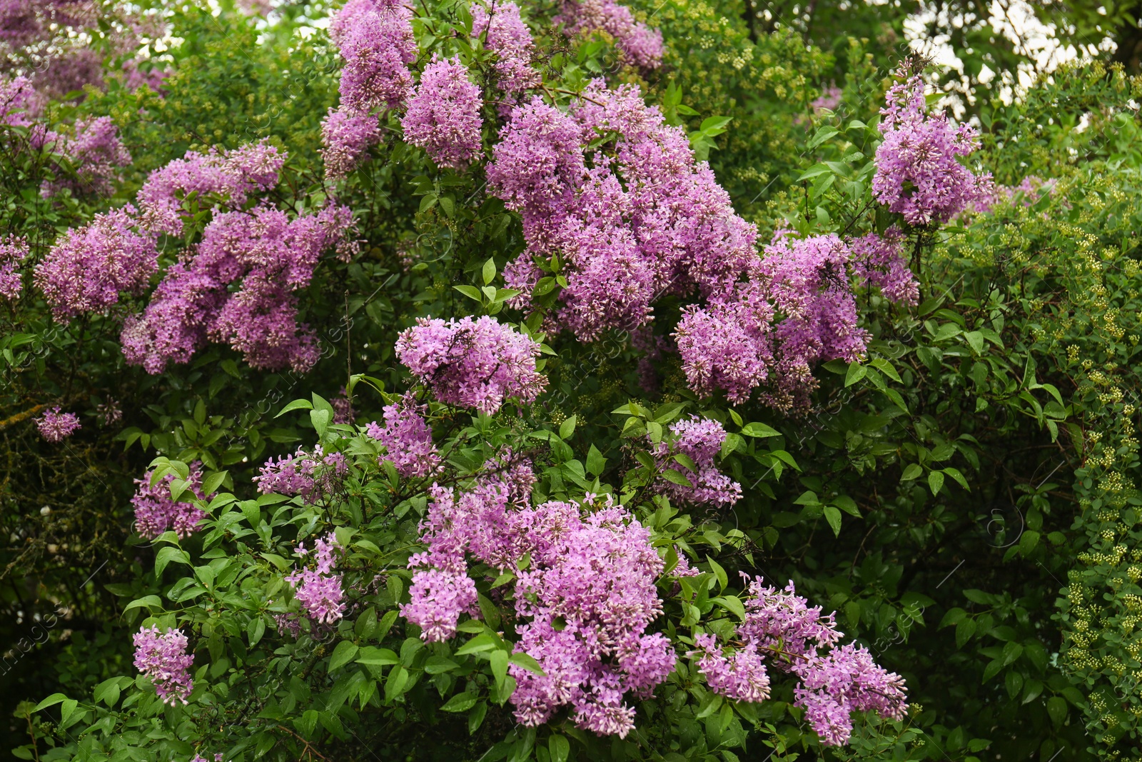 Photo of Beautiful blossoming pink lilac growing in garden
