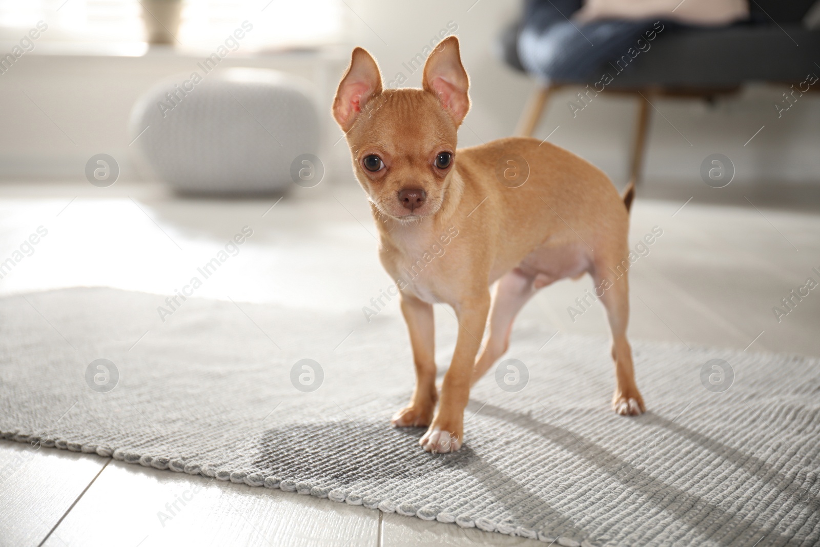 Photo of Cute Chihuahua puppy near wet spot on rug indoors. Space for text