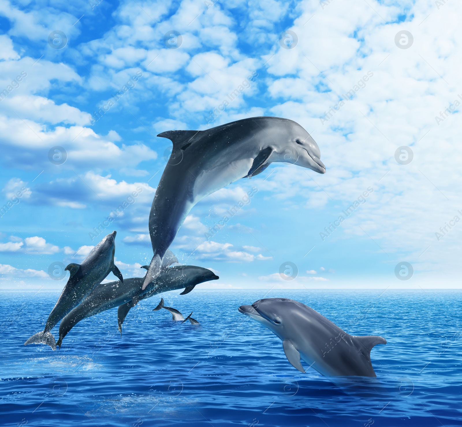 Image of Beautiful bottlenose dolphins jumping out of sea with clear blue water on sunny day 