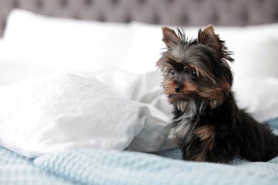 Photo of Cute Yorkshire terrier puppy on bed, space for text. Happy dog