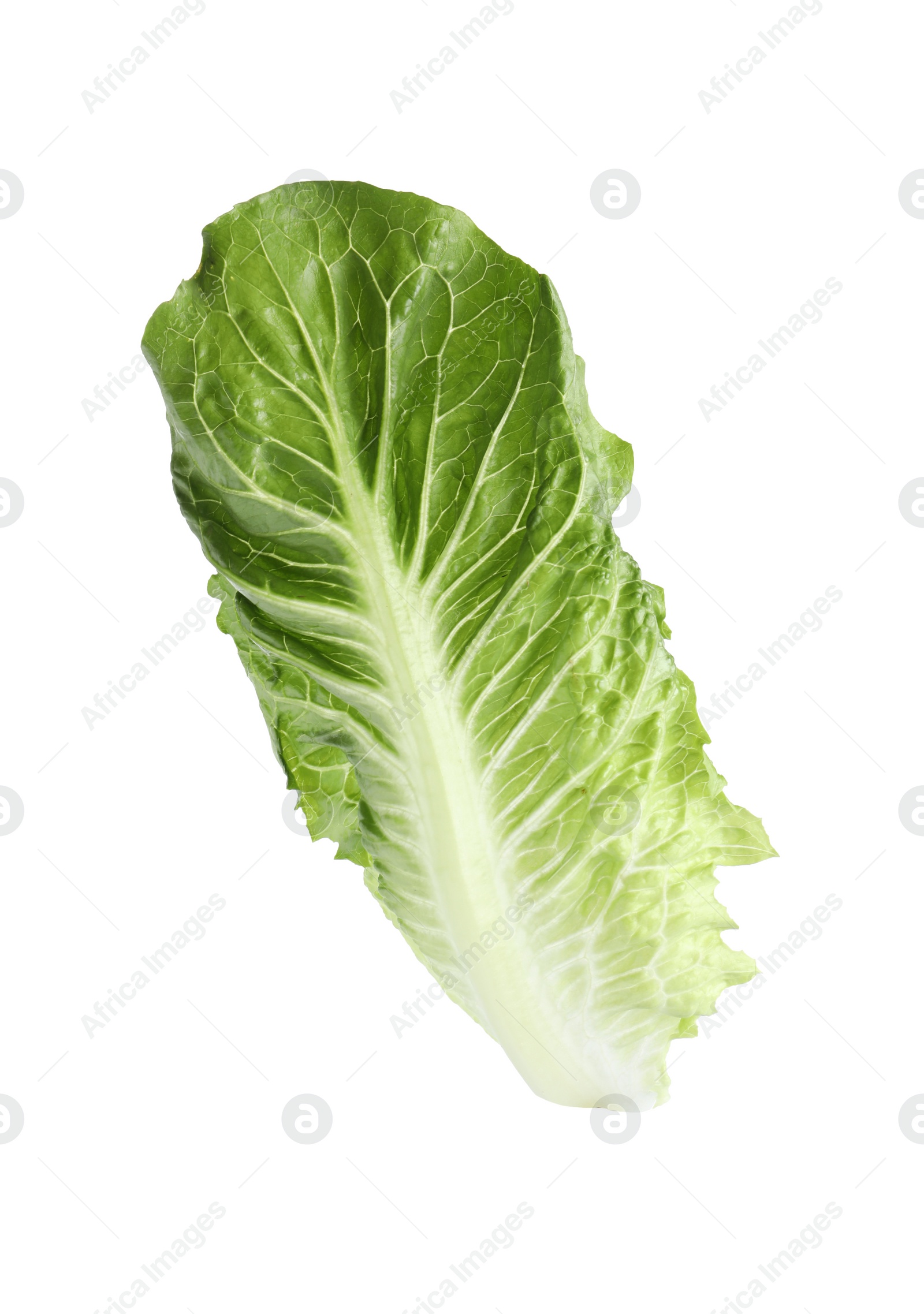 Photo of Fresh leaf of green romaine lettuce isolated on white