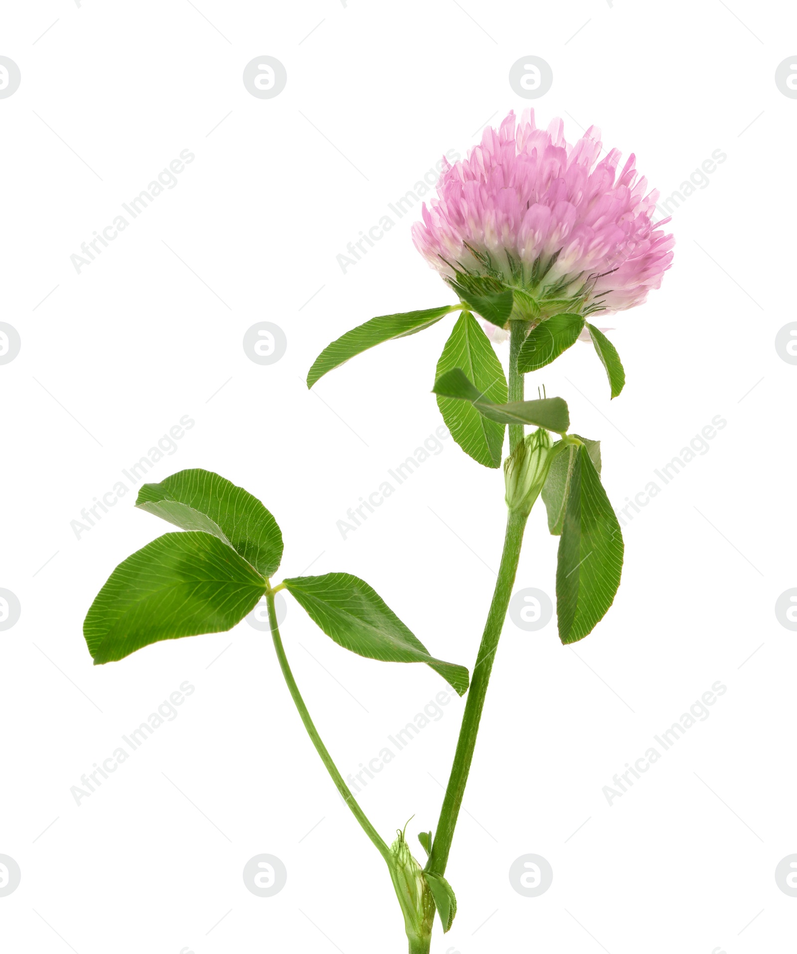 Photo of Beautiful blooming clover plant isolated on white