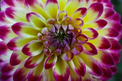 Photo of Beautiful blooming purple dahlia flower, closeup view