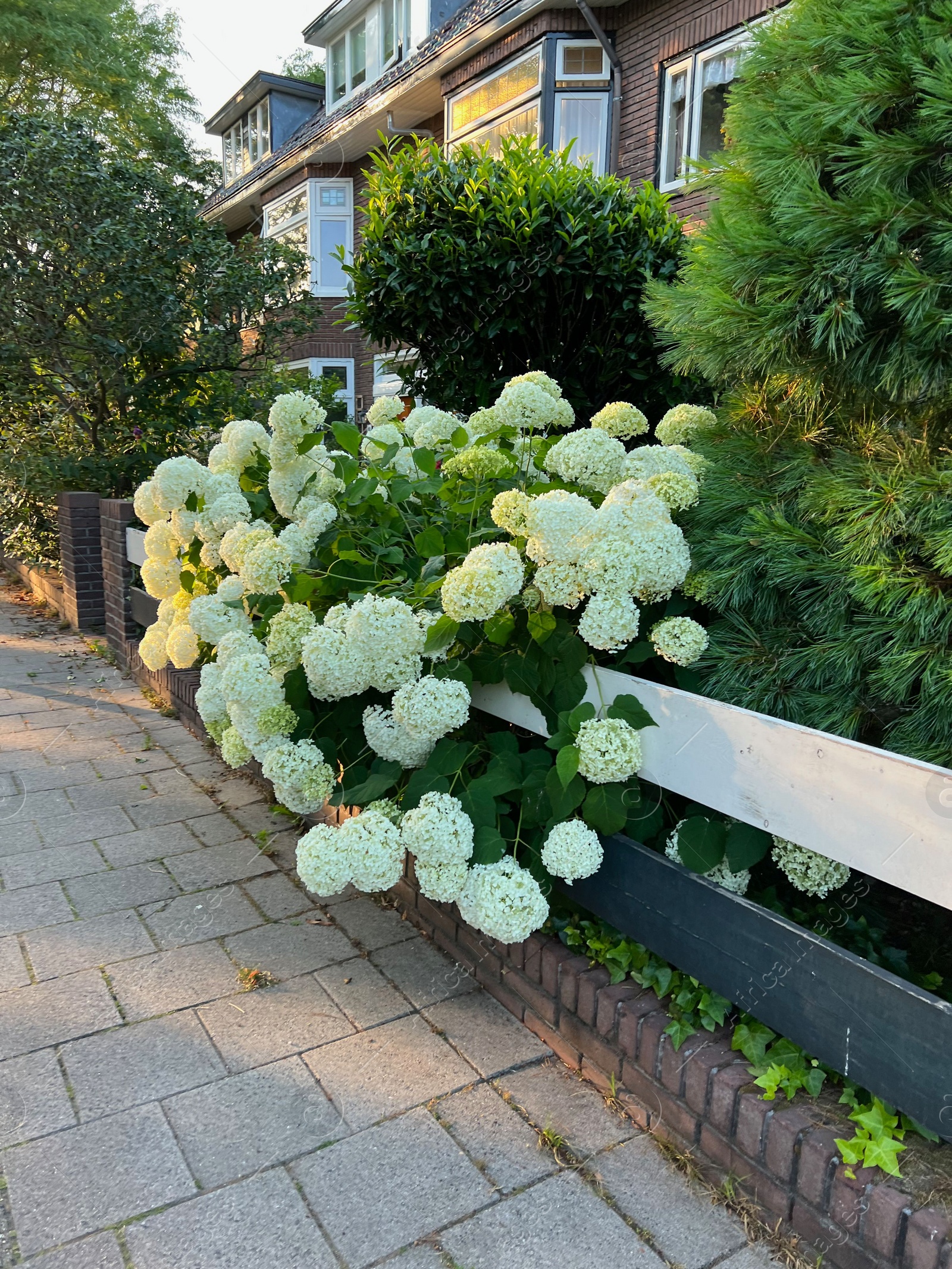 Photo of Hortensia plant with beautiful flowers growing outdoors