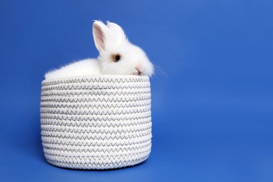 Photo of Fluffy white rabbit in knitted basket on blue background, space for text. Cute pet