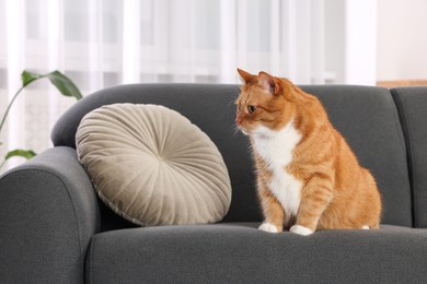 Cute fluffy ginger cat sitting on sofa at home. Space for text