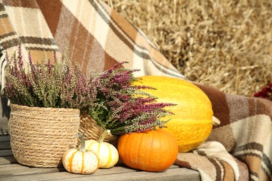 Beautiful composition with heather flowers in pots and pumpkins on wooden bench outdoors