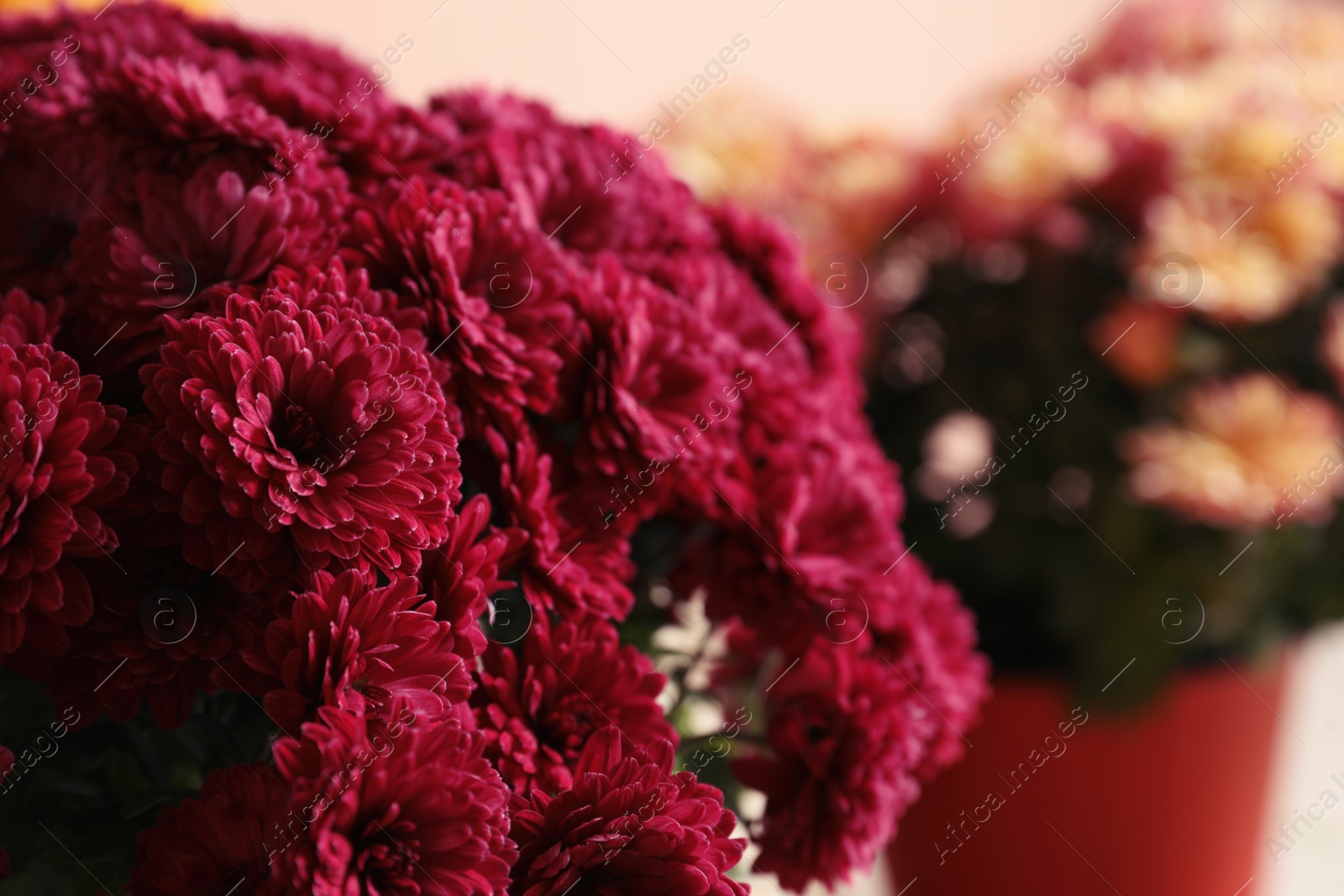 Photo of Beautiful fresh chrysanthemum flowers, closeup. Floral decor