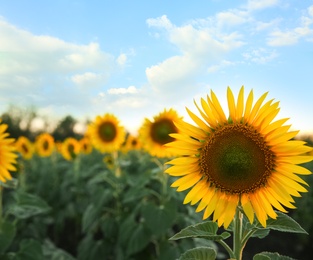 Photo of Beautiful view of field with yellow sunflowers at sunset. Space for text