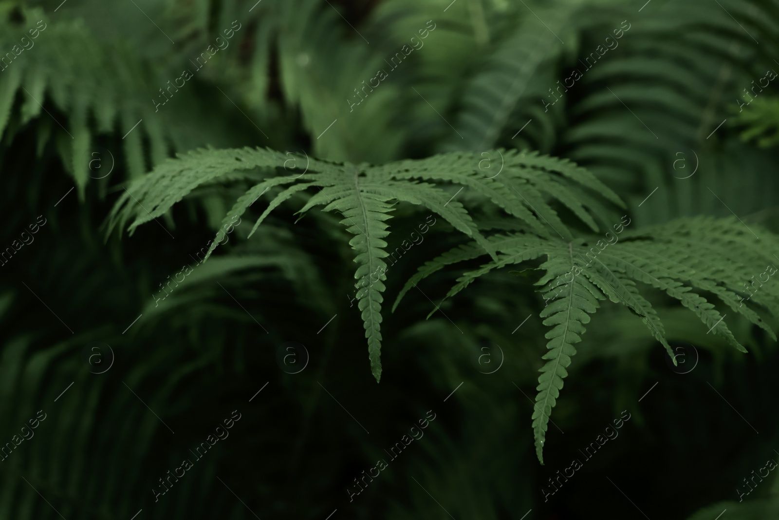 Photo of Beautiful fern with lush green leaves growing outdoors, closeup