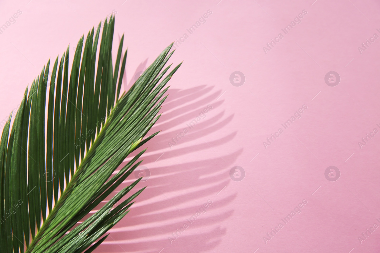 Photo of Flat lay composition with tropical leaves on color background