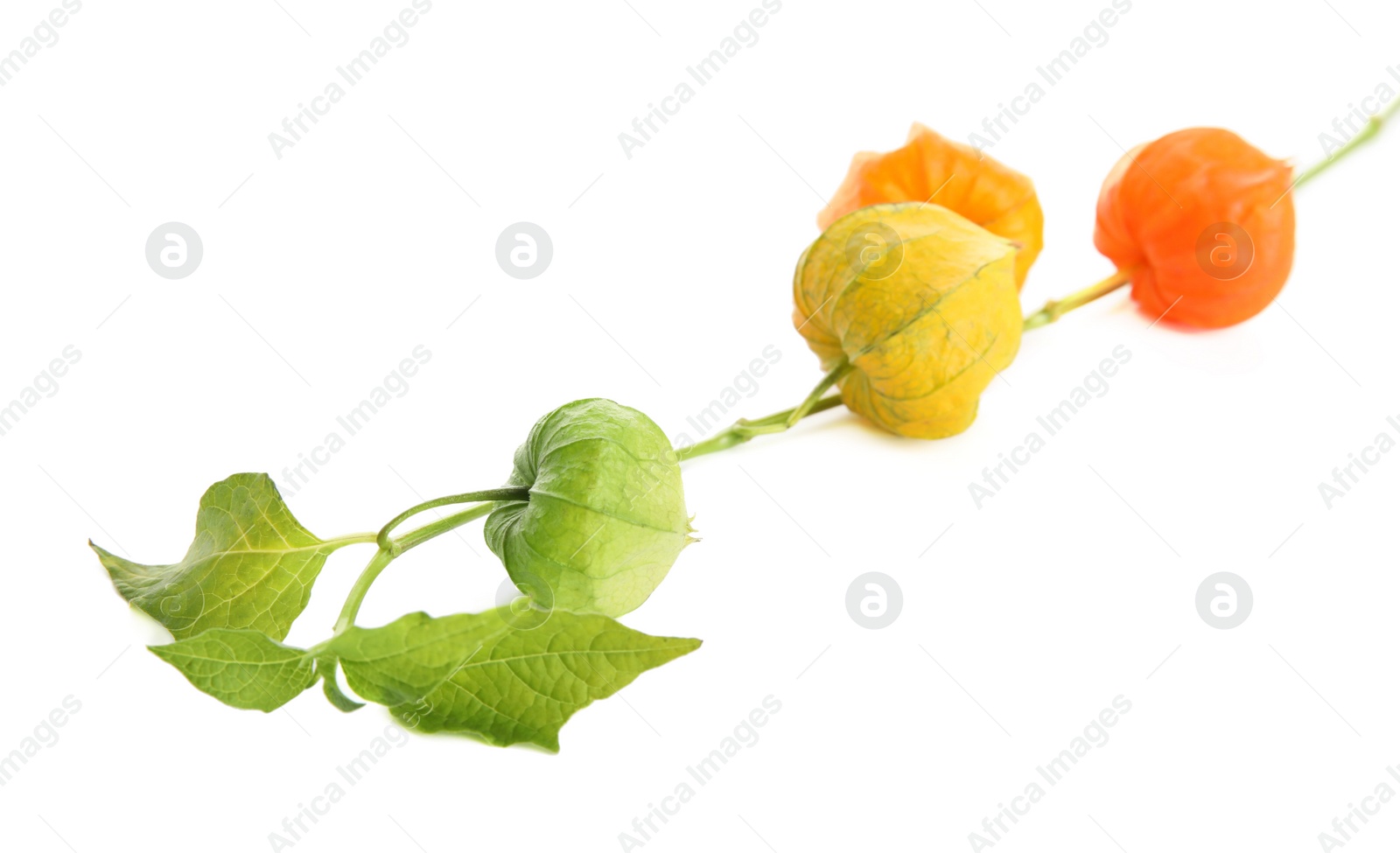 Photo of Physalis branch with colorful sepals on white background