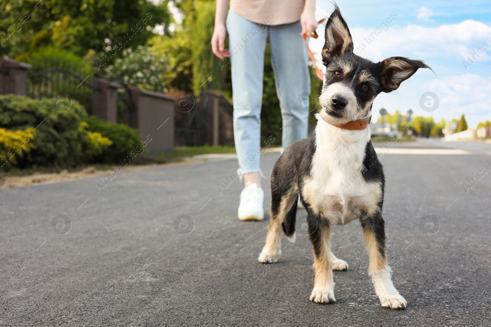 Photo of Woman walking her cute dog on city street, closeup. Space for text