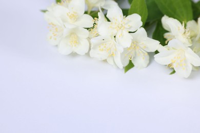 Beautiful jasmine flowers on white background, closeup. Space for text