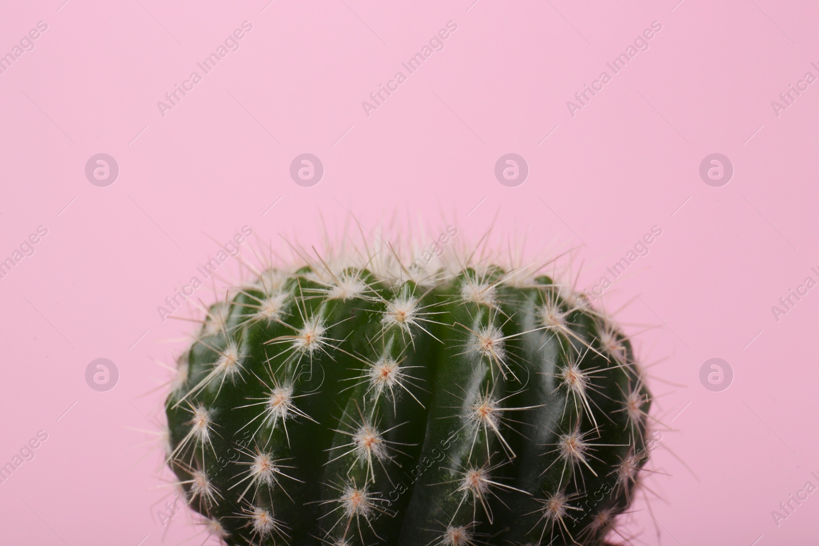 Photo of Beautiful green cactus on pink background, closeup. Tropical plant