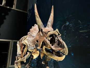 Photo of Leiden, Netherlands - November 19, 2022: Life size skeleton of Triceratops in museum