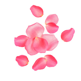 Photo of Fresh pink rose petals on white background, top view