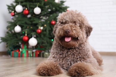 Cute Toy Poodle dog and Christmas tree indoors