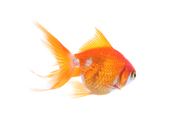 Photo of Beautiful bright small goldfish isolated on white