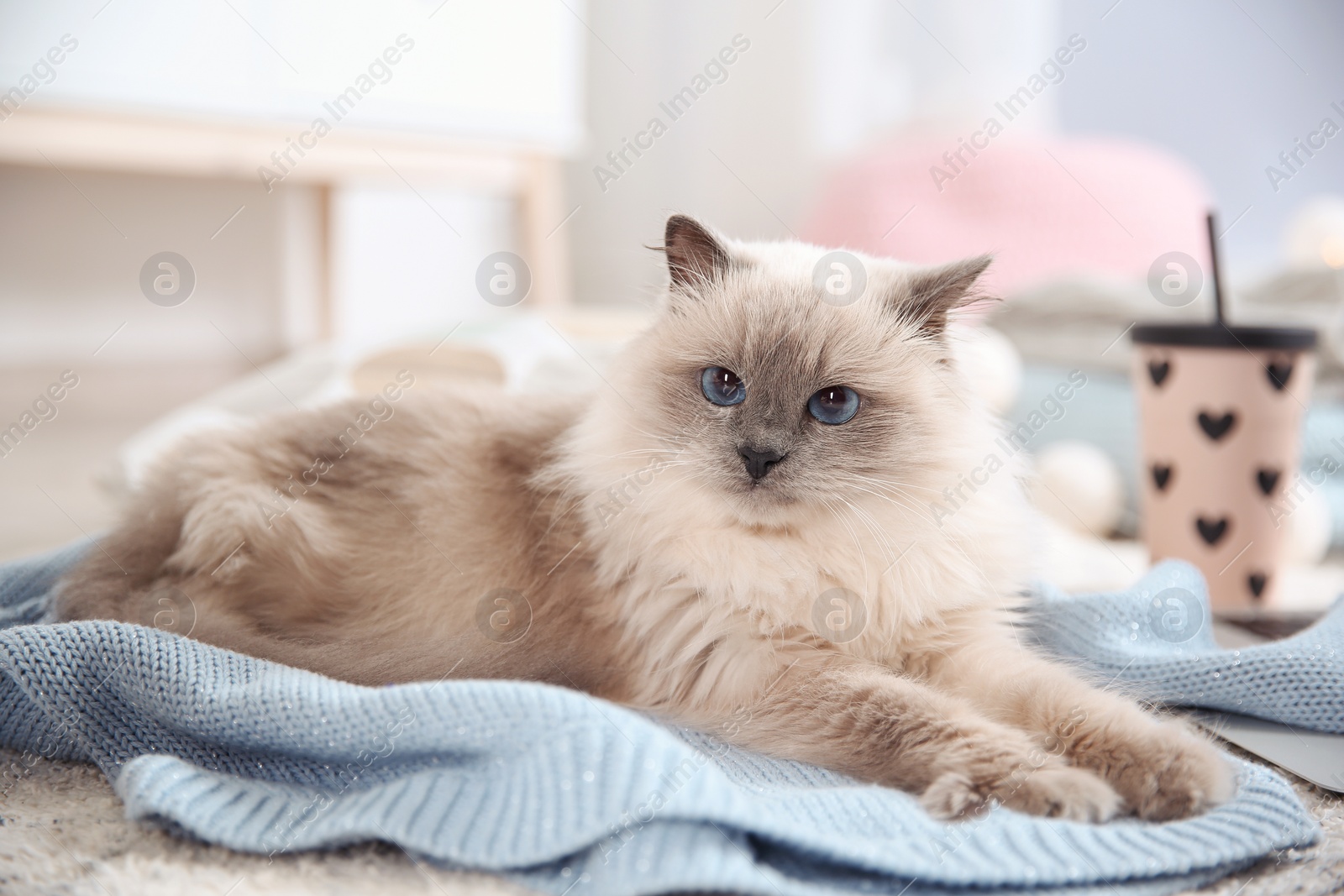 Photo of Cute cat lying on knitted sweater at home. Warm and cozy winter