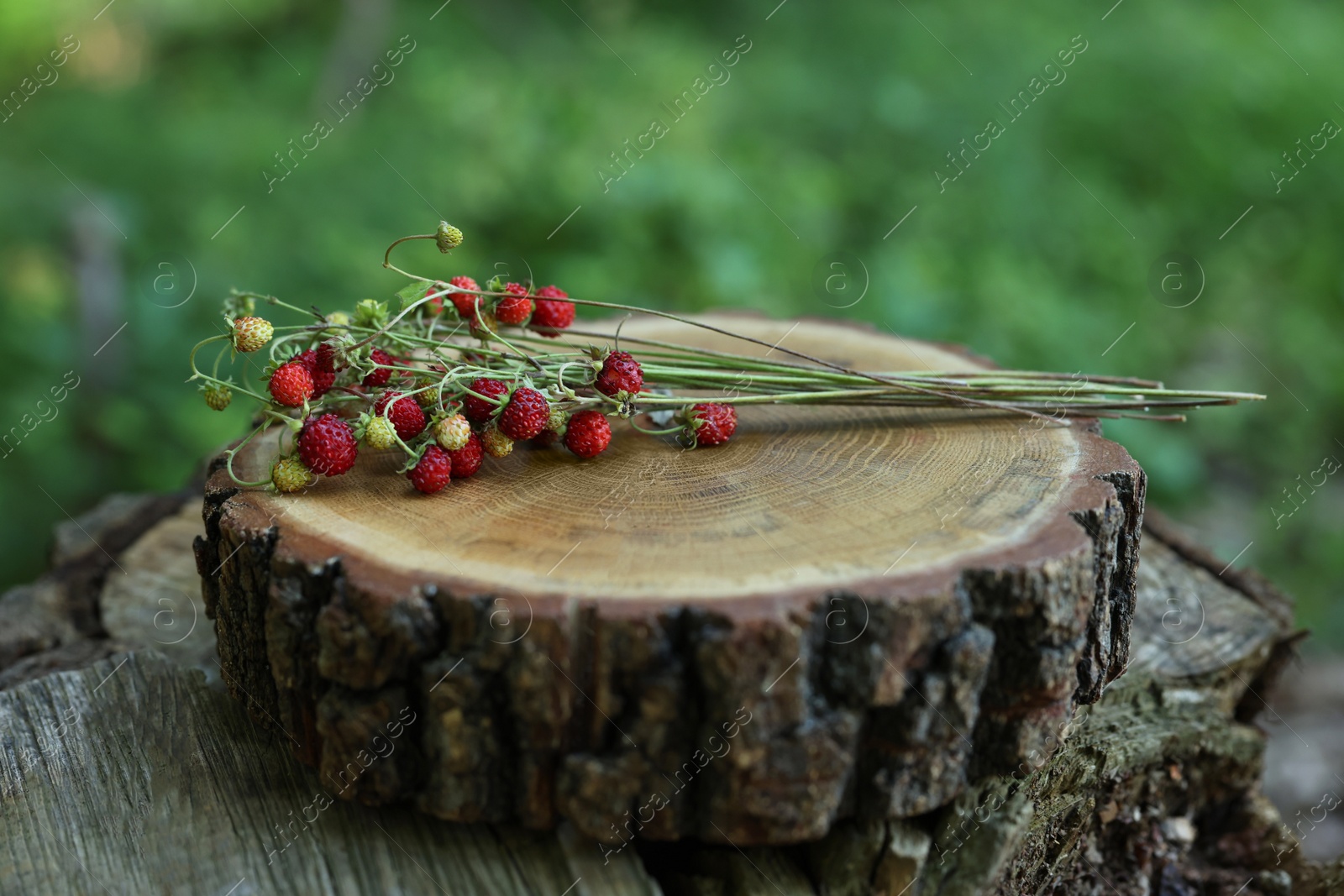 Photo of Bunch with tasty wild strawberries on wooden stump outdoors