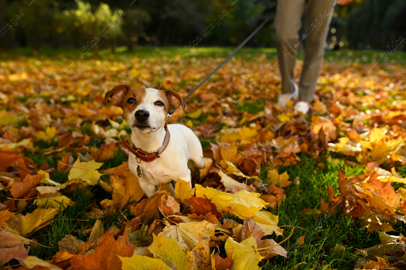 Photo of Man with adorable Jack Russell Terrier in autumn park, closeup. Dog walking