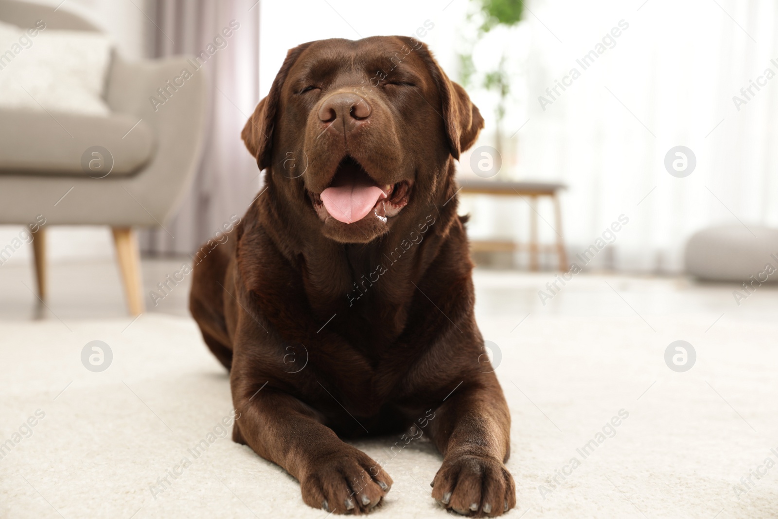 Photo of Chocolate labrador retriever lying on floor indoors