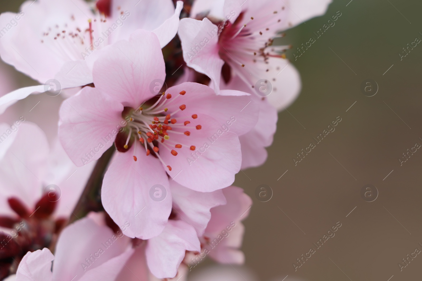 Photo of Amazing spring blossom. Closeup view of cherry tree with beautiful pink flowers on color background, space for text