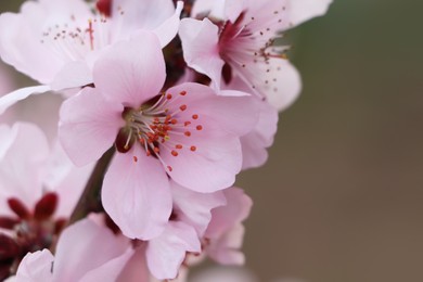 Amazing spring blossom. Closeup view of cherry tree with beautiful pink flowers on color background, space for text