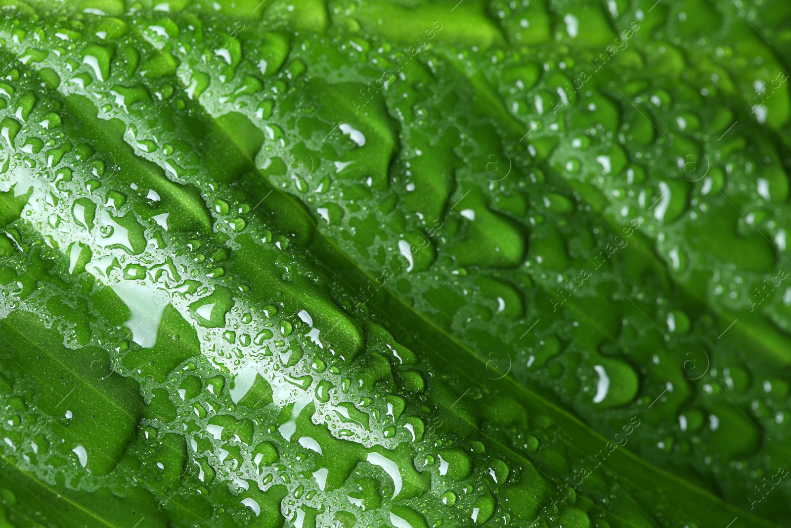 Photo of Macro view of water drops on green leaf