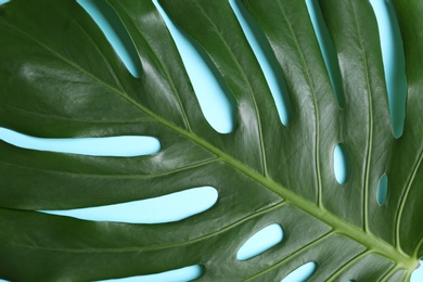Photo of Beautiful tropical leaf as background