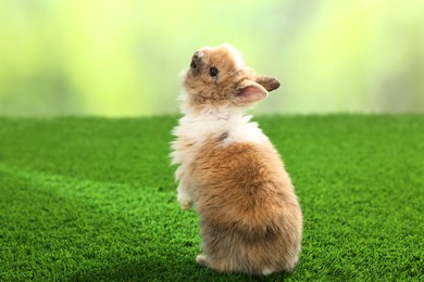 Photo of Cute fluffy pet rabbit on green grass outdoors