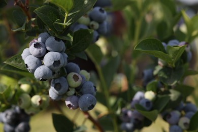 Bush of wild blueberry with berries growing outdoors, closeup