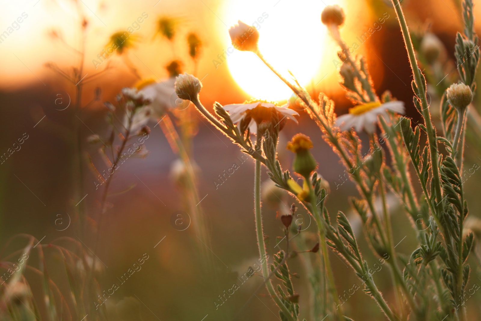 Photo of Beautiful wild flowers growing in spring meadow, closeup