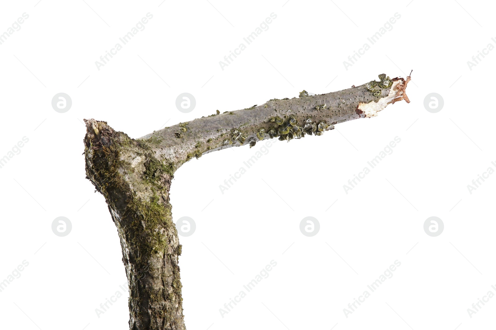 Photo of Old dry tree branch isolated on white