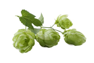 Photo of Fresh hop flowers with leaves on white background