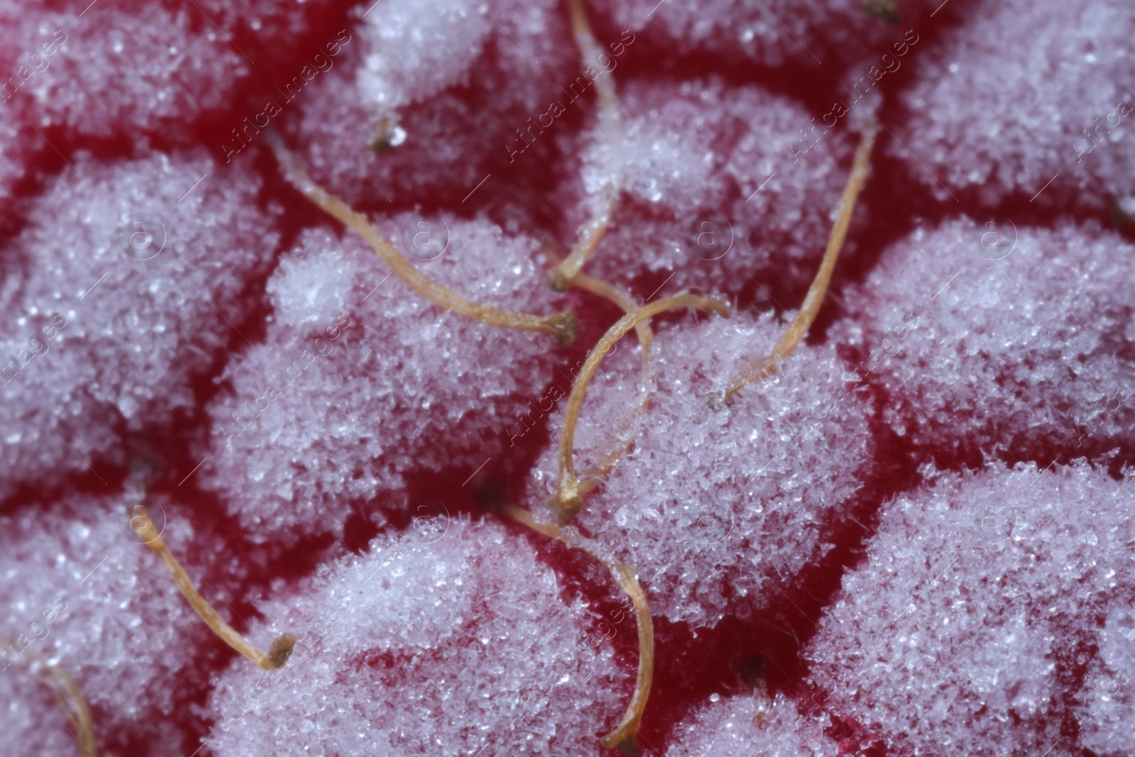 Photo of Texture of frozen ripe raspberry, macro view