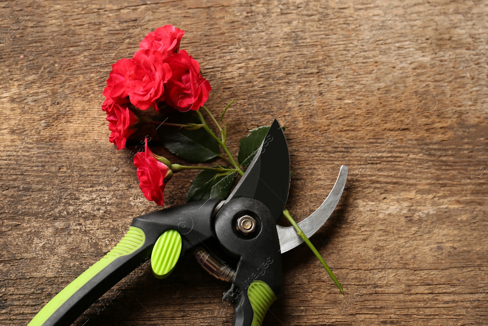Photo of Secateur and beautiful red roses on wooden table, top view