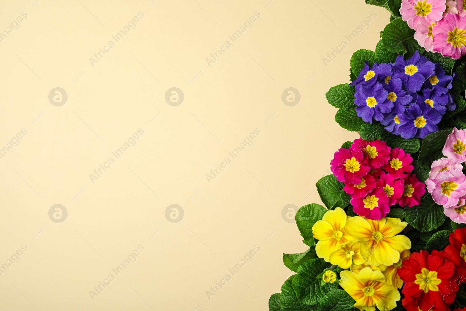 Photo of Primrose Primula Vulgaris flowers on beige background, flat lay with space for text. Spring season