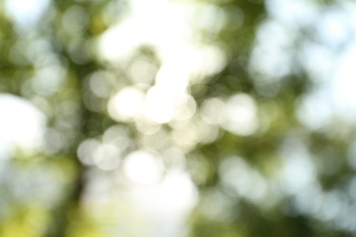 Photo of Blurred view of green trees on sunny day outdoors. Bokeh effect