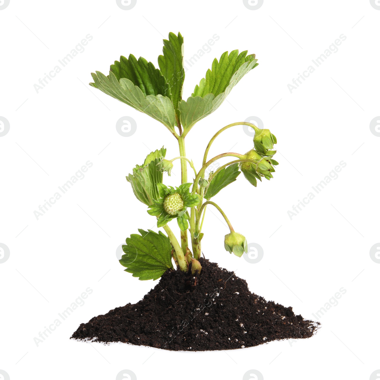 Photo of Pile of soil with strawberry seedling isolated on white
