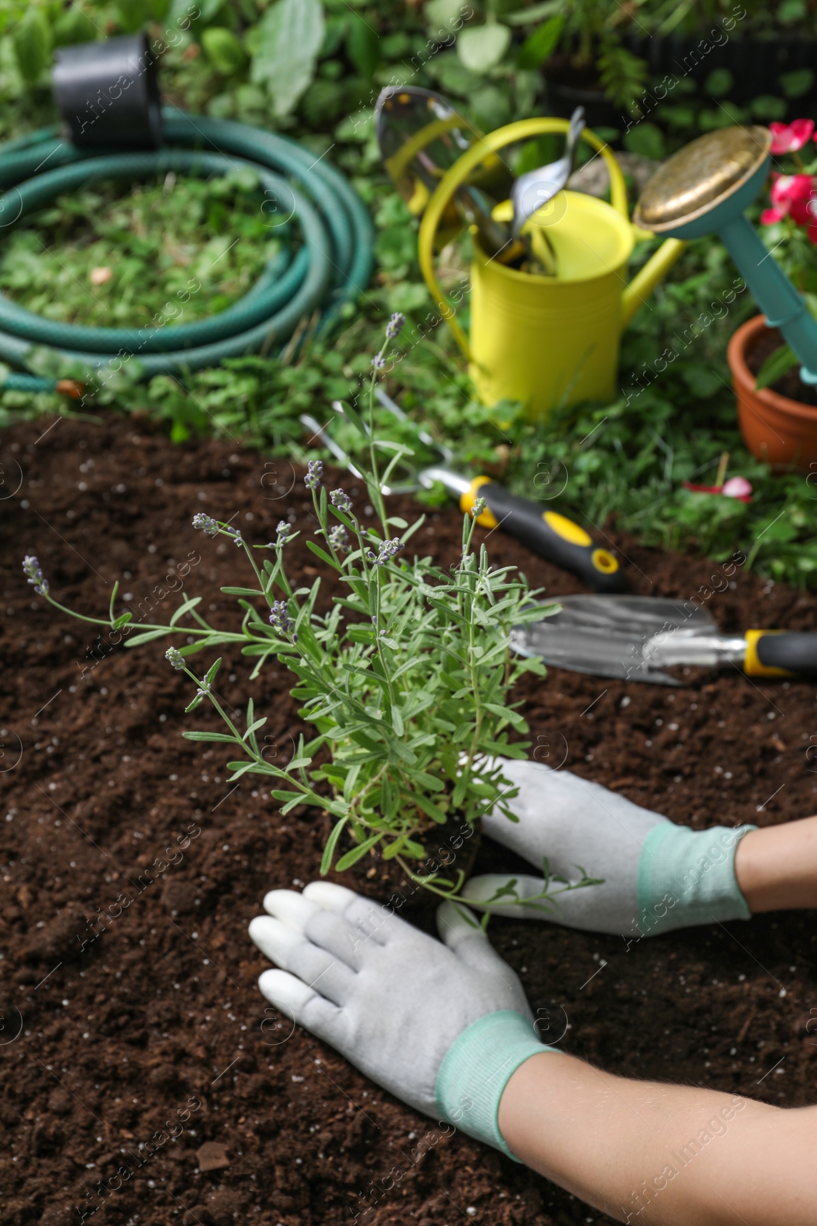 Photo of Woman transplanting beautiful lavender flower into soil in garden, closeup