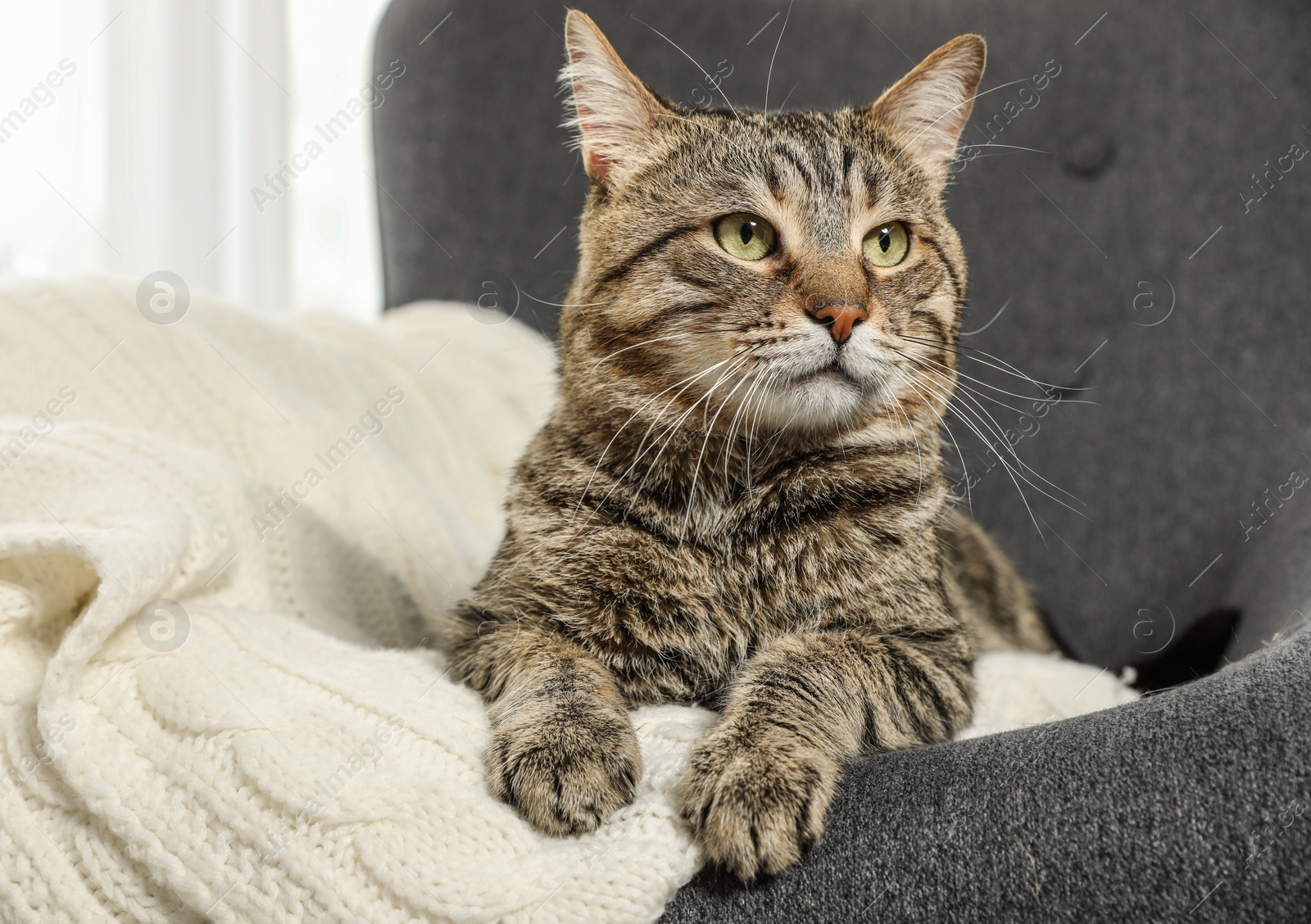 Photo of Cute tabby cat lying in armchair indoors. Friendly pet