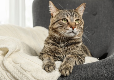 Cute tabby cat lying in armchair indoors. Friendly pet